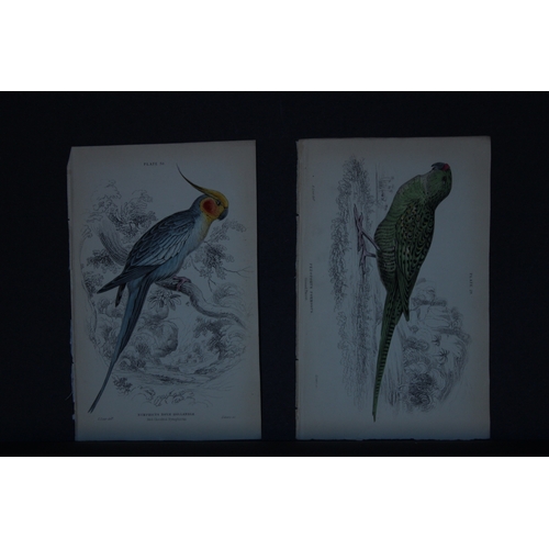 9250 - Edward Lear - 4 engravings of parrots 1836. 

These original hand-coloured steel engravings are from... 