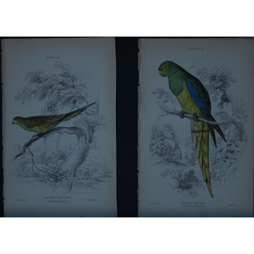 9250 - Edward Lear - 4 engravings of parrots 1836. 

These original hand-coloured steel engravings are from... 