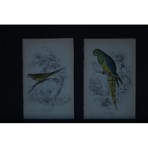 9250 - Edward Lear - 4 engravings of parrots 1836. 

These original hand-coloured steel engravings are from... 