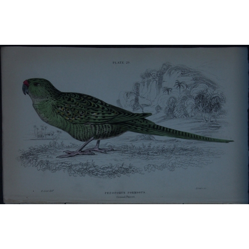 9250 - Edward Lear - 4 engravings of parrots 1836. 

These original hand-coloured steel engravings are from... 