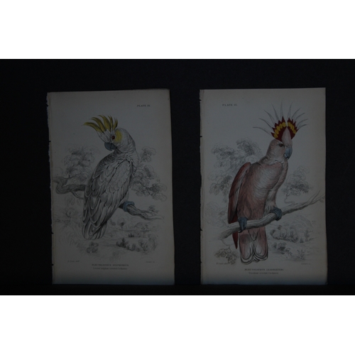 9251 - Edward Lear - 2 engravings of cockatoos 1836. 

These original hand-coloured steel engravings are fr... 