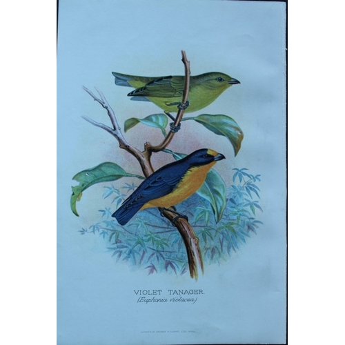 9253 - FW Frohawk - 10 antique prints of finches 1899. 

These chromolithographic plates were drawn by Fred... 