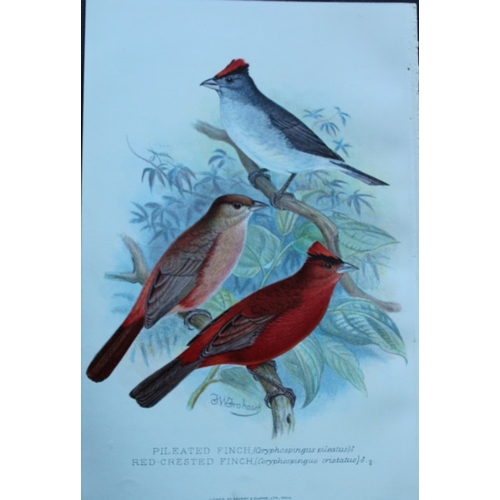 9253 - FW Frohawk - 10 antique prints of finches 1899. 

These chromolithographic plates were drawn by Fred... 