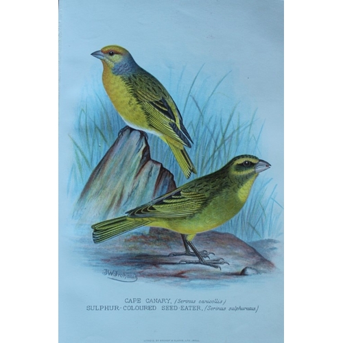 9253 - FW Frohawk - 10 antique prints of finches 1899. 

These chromolithographic plates were drawn by Fred... 