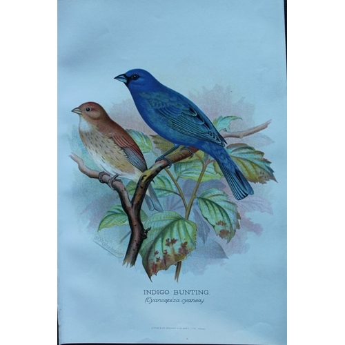 9254 - FW Frohawk - 10 antique prints of finches 1899. 

These chromolithographic plates were drawn by Fred... 