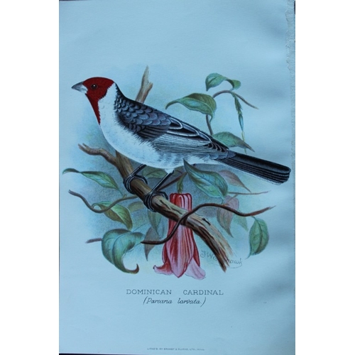 9254 - FW Frohawk - 10 antique prints of finches 1899. 

These chromolithographic plates were drawn by Fred... 