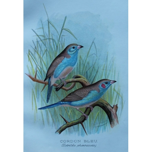 9255 - FW Frohawk - 10 antique prints of finches 1899. 

These chromolithographic plates were drawn by Fred... 