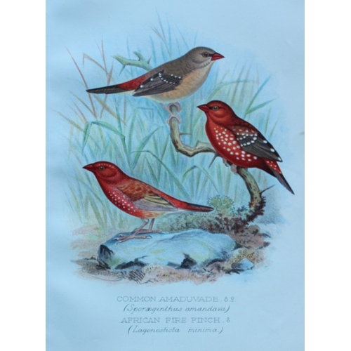 9255 - FW Frohawk - 10 antique prints of finches 1899. 

These chromolithographic plates were drawn by Fred... 