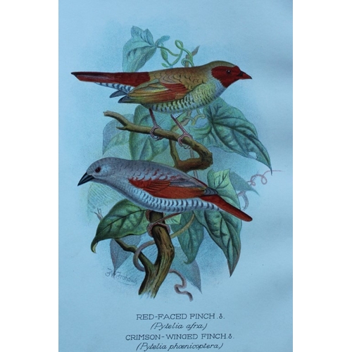 9255 - FW Frohawk - 10 antique prints of finches 1899. 

These chromolithographic plates were drawn by Fred... 