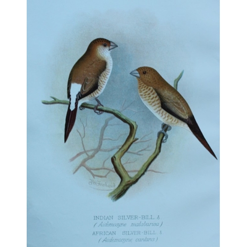 9256 - FW Frohawk - 10 antique prints of finches 1899. 

These chromolithographic plates were drawn by Fred... 