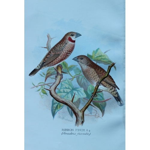 9256 - FW Frohawk - 10 antique prints of finches 1899. 

These chromolithographic plates were drawn by Fred... 