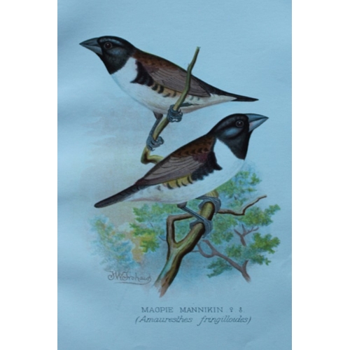 9257 - FW Frohawk - 10 antique prints of finches 1899. 

These chromolithographic plates were drawn by Fred... 