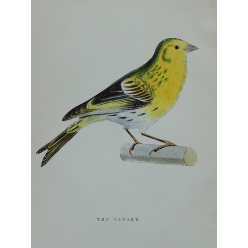 9258 - WT Greene - 3 prints of birds 1885. 

These rare prints are from Birds I have kept in years gone by ... 