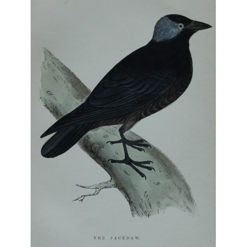 9260 - WT Greene - 3 prints of birds 1885. 

These rare prints are from Birds I have kept in years gone by ... 