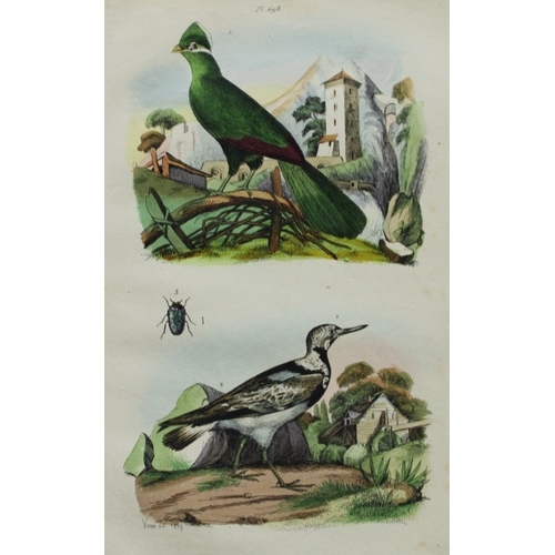 9262 - FE Guerin-Meneville - 3 prints of birds 1838. 

These engravings are from Dictionnaire Pittoresque d... 