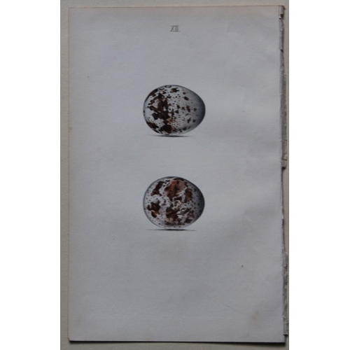 9264 - W Hewitson - 3 prints of birds of prey eggs 1856. 

These hand-coloured engravings of the eggs of bi... 