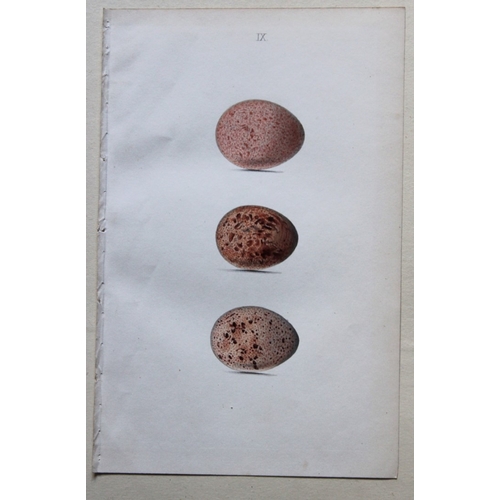 9264 - W Hewitson - 3 prints of birds of prey eggs 1856. 

These hand-coloured engravings of the eggs of bi... 