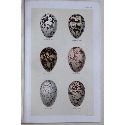 9266 - Henry Seebohm - 3 prints of birds eggs 1896. 

These original chromolithographs ares from the last w... 