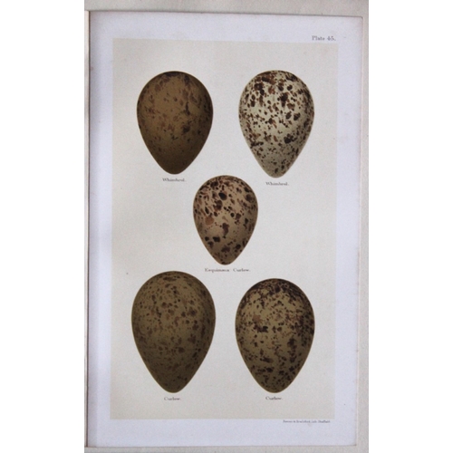 9267 - Henry Seebohm - 3 prints of birds eggs 1896. 

These original chromolithographs ares from the last w... 