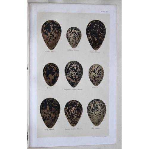 9267 - Henry Seebohm - 3 prints of birds eggs 1896. 

These original chromolithographs ares from the last w... 