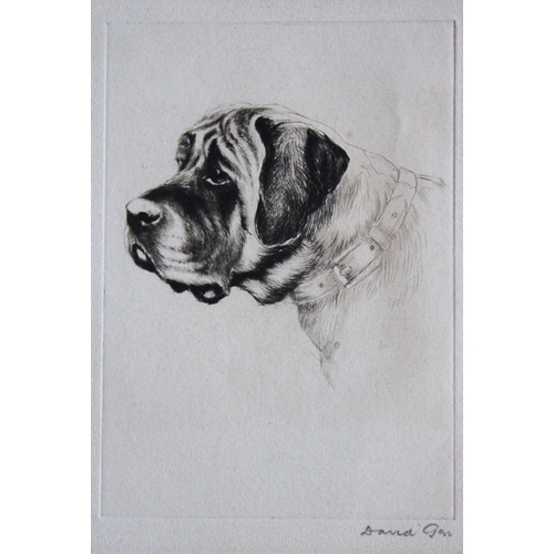 9269 - David Gee - Engraving of a Mastiff signed by the artist. 

This is an original etching in drypoint b... 