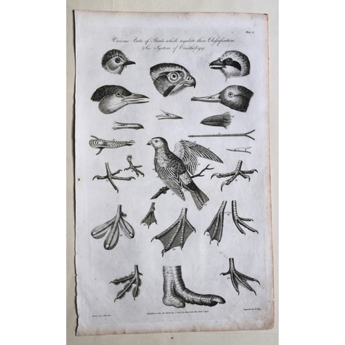 9270 - WH Hall - 5 engraving of birds 1788. 

These rare engravings of birds are from The New Royal Encyclo... 