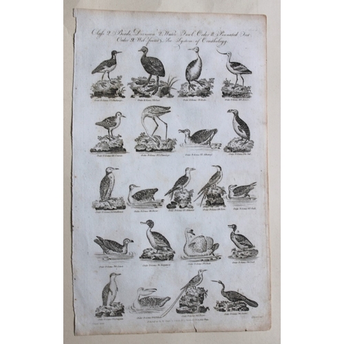 9270 - WH Hall - 5 engraving of birds 1788. 

These rare engravings of birds are from The New Royal Encyclo... 