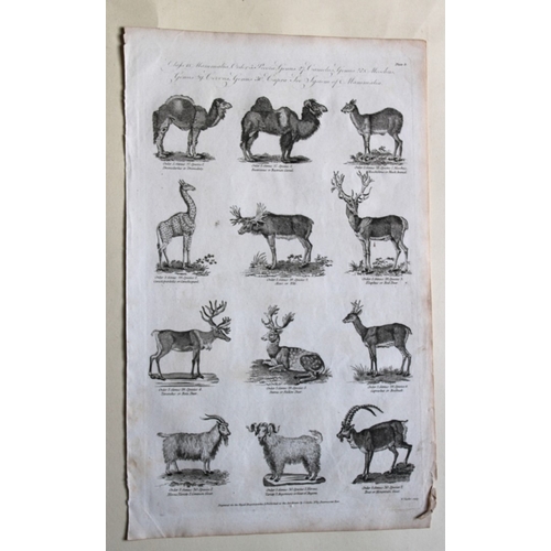 9271 - WH Hall - 6 engravings of Mammals 1788. 

These rare engravings of birds are from The New Royal Ency... 