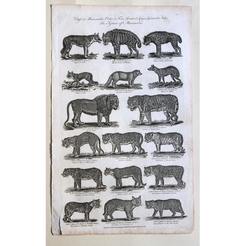 9271 - WH Hall - 6 engravings of Mammals 1788. 

These rare engravings of birds are from The New Royal Ency... 