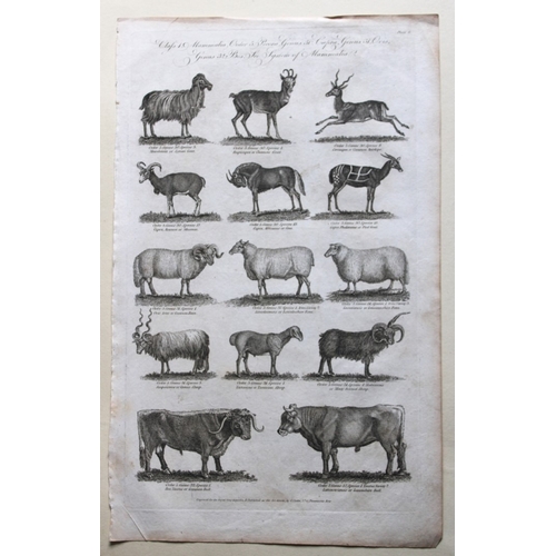 9271 - WH Hall - 6 engravings of Mammals 1788. 

These rare engravings of birds are from The New Royal Ency... 