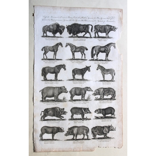 9271 - WH Hall - 6 engravings of Mammals 1788. 

These rare engravings of birds are from The New Royal Ency... 