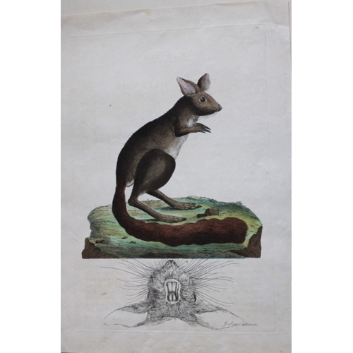 9274 - John Frederick Miller - Cape Jerboa from Cimelia Physica 1796. 

This hand-coloured copperplate engr... 