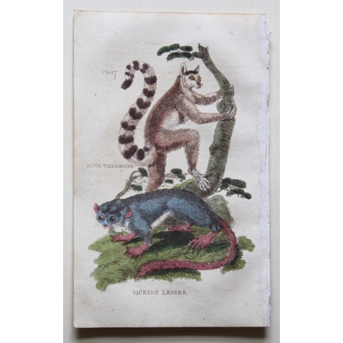 9276 - Brightly - 5 engravings of Lemurs 1811. 

These copperplate engravings are from The Natural History ... 