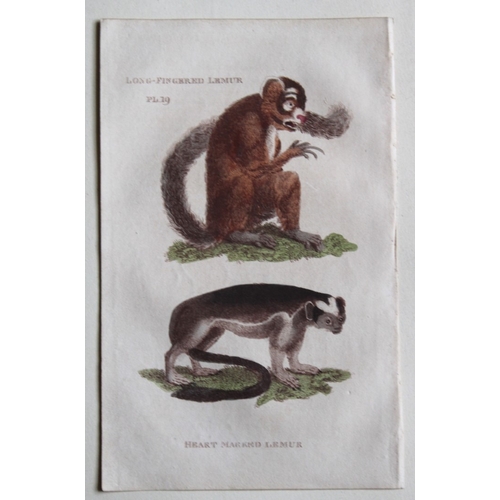 9276 - Brightly - 5 engravings of Lemurs 1811. 

These copperplate engravings are from The Natural History ... 