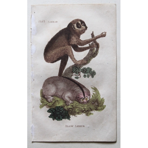 9276 - Brightly - 5 engravings of Lemurs 1811. 

These copperplate engravings are from The Natural History ... 