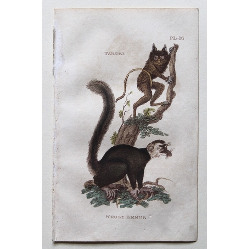 9276 - Brightly - 5 engravings of Lemurs 1811. 

These copperplate engravings are from The Natural History ... 