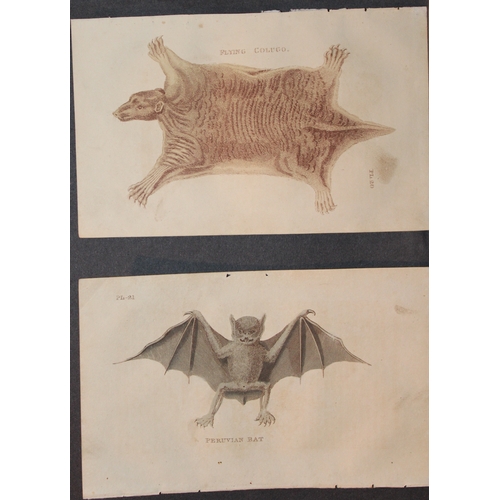 9277 - Brightly -4 engravings of Bats 1811. 

These copperplate engravings are from The Natural History of ... 