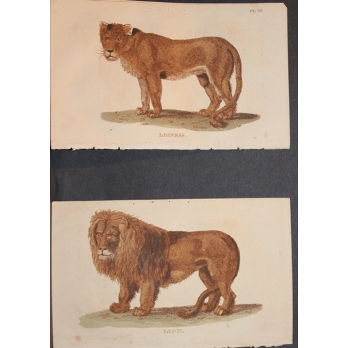 9279 - Brightly - 7 engravings of big Cats 1811. 

These copperplate engravings are from The Natural Histor... 