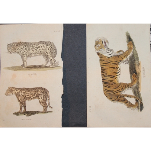 9279 - Brightly - 7 engravings of big Cats 1811. 

These copperplate engravings are from The Natural Histor... 