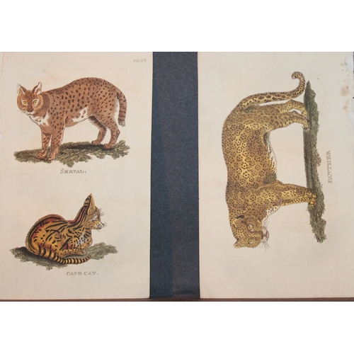 9279 - Brightly - 7 engravings of big Cats 1811. 

These copperplate engravings are from The Natural Histor... 