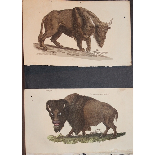 9280 - Brightly - 4 engravings of Buffalo and Bisons 1811. 

These copperplate engravings are from The Natu... 