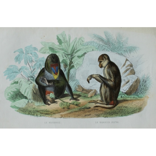 9281 - Buffon - 4 engravings of mammals 1839. 

These original hand-coloured steel engravings are from The ... 