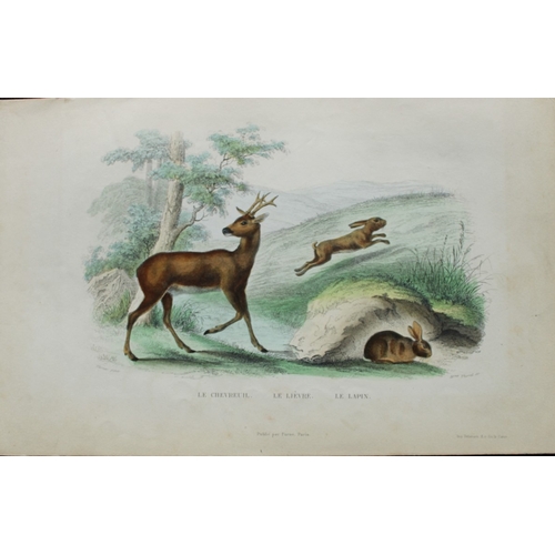 9281 - Buffon - 4 engravings of mammals 1839. 

These original hand-coloured steel engravings are from The ... 