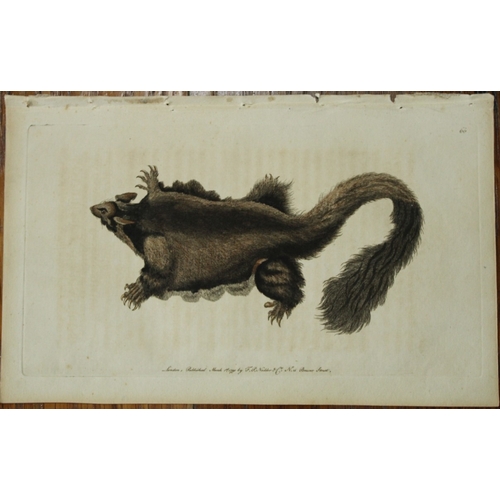 9282 - Shaw & Nodder - Flying Squirrel  (Southern Petaurus) 1790. 

This beautiful copper engraving with or... 