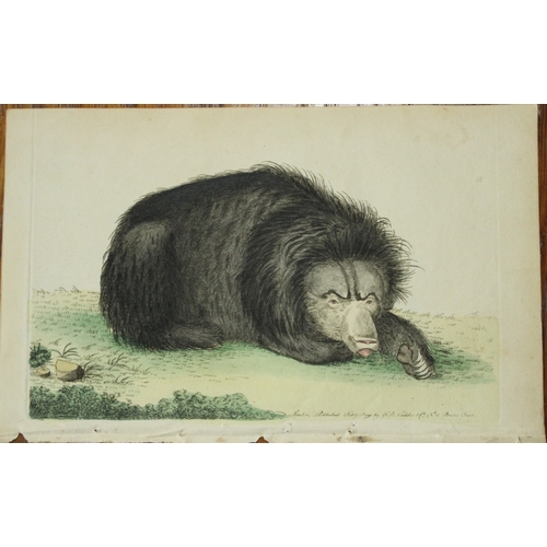 9283 - Shaw & Nodder - Ursiform Sloth (Ursine Bradypus) 1790. 

This beautiful copper engraving with origin... 