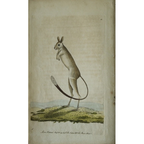 9284 - Shaw & Nodder - Siberian Jerboa 1790. 

This beautiful copper engraving with original hand colouring... 