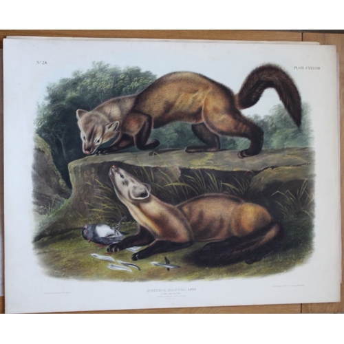 9286 - Audubon - Rare Imperial Folio of Pine Marten 1846. 

This stunning lithograph of a life size Pine Ma... 