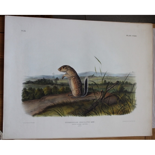 9288 - Audubon - Rare Imperial Folio of Mexican Marmot Squirrel 1846. 

This stunning lithograph of a life ... 