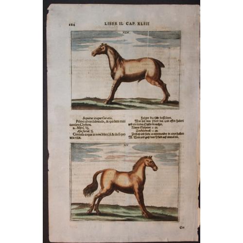 9296 - Georg Winter - Rare Bellerophon engraving of dressage training 1678. 

This rare hand-coloured dress... 