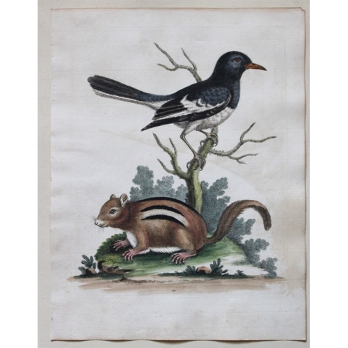 9301 - George Edwards - Little Indian Pye & Squirrel 1751. 

This beautiful engraving is from George Edward... 